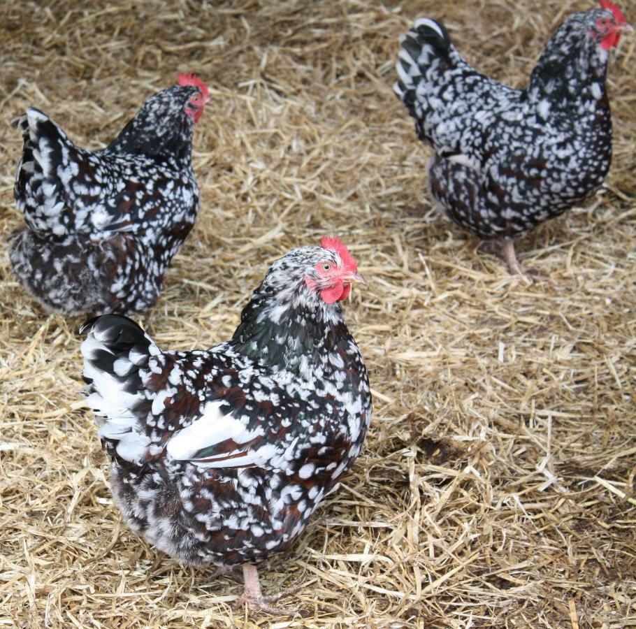 Moreton Hall Farm Panzió Newport  Kültér fotó